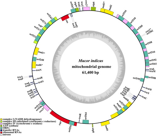 Figure 2. The circular mitochondrial genome map of Mucor indicus. Colored blocks outside each ring indicate that the genes are on the direct strand, while colored blocks within the ring indicate that the genes are located on the reverse strand. The inner grayscale bar graph shows the GC content of the mitochondrial sequences. The circle inside the GC content graph marks the 50% threshold.