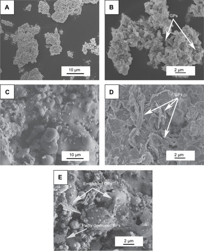 Figure 1 SEM views of the GPs/CS composite feedstock and as-sprayed coating.Notes: (A) SEM morphology of the composite powder; (B) shows high magnification of (A). (C) Surface topography of the sprayed GPs/CS composite coating. (D) and (E) show the GPs in the composite coating.Abbreviations: SEM, scanning electron microscopy; GPs, graphene plates; CS, calcium silicate.