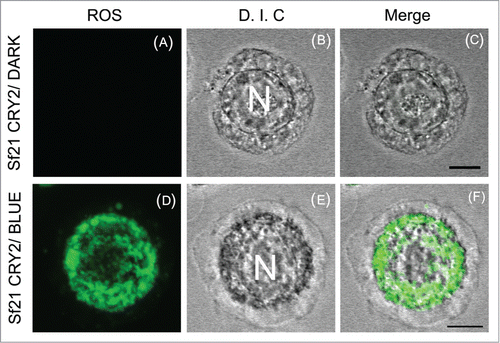 Figure 2. Production and subcellular localization of ROS by Sf21 CRY2 exposed to blue light.Living Sf21 stably expressing CRY2 were exposed to dark or blue light, treated with DCFH-DA [5-(and-6)-chloromethyl-2′,7′-dichlorofluorecein diacetate] and viewed by an inverted Leica TCS SP5 microscope. Images show single confocal z section that cross the nucleus. Intense ROS staining can be seen inside the nucleus (N) whose membrane can be clearly observed by differential interference contrast (D. I. C.). Scale bars 10 μm. Methods for AtCry2 expression, immunohistochemical staining, and fluorescence staining for ROS are described in our original paper.Citation3 Polyclonal antibody used for cry2 detection has been raised to the C-terminal domain as used previously. Citation6