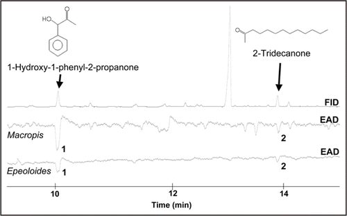 Figure 1 Coupled gas chromatographic and electroantennographic detection of a Lysimachia punctata headspace scent sample using antennae of a female oligolectic Macropis fulvipes and a female cleptoparasitic Epeoloides coecutiens bee. (1) 1-hydroxy-1-phenyl-2-propanone, (2) 2-tridecanone.