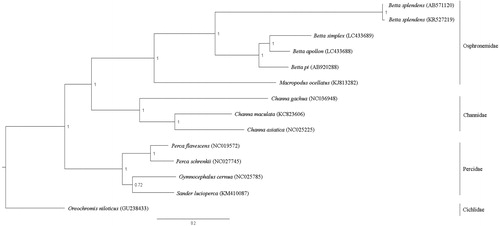 Figure 1. Phylogenetic relationships among twelve concatenated mitochondrial protein-coding genes, without ND6 sequences of fourteen mitochondrial genomes including Oreochromis niloticus as the outgroup using Bayesian inference analysis. The complete mitochondrial genome sequence was downloaded from GenBank. Accession numbers are indicated in parentheses after the scientific names of each species. Support values at each node are Bayesian posterior probabilities while branch lengths represent the number of nucleotide substitutions per site.