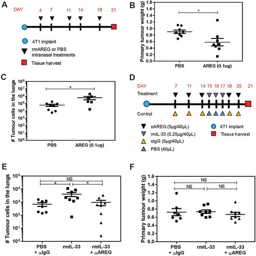 Figure 7. AREG and IL-33 increase 4T1 metastatic burden in the lungs, and the pro-metastatic effect of IL-33 is AREG dependent. (a) Experimental schematic depicting the timing of rmAREG (0.1µg/40µL) or PBS (40µL) administration after orthotopic 4T1 tumour implantation. (b) Intranasal rmAREG decreased primary mammary tumour growth and (c) increased 4T1 metastatic growth in the lungs. (d) Experimental schematic depicting the treatment time course for administration of rmIL-33 (0.25µg) or PBS alone or in combination with αAREG (5µg) or IgG (5µg). (e) Intranasal rmIL-33 increased 4T1 metastatic growth that was inhibited by αAREG. (f) Primary mammary tumour volume was not impacted by rmIL-33 in the presence or absence of αAREG. Data are from two independent experiments with n = 7–8 mice per group analyzed using a Student’s two-tailed t-test * p < 0.05.