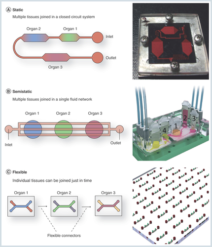 Figure 2.  General approaches for the integration to multi-organ devices.(A) Static systems: multiple tissues are integrated into a single device connected to each other. (B) Semistatic systems: tissues are interconnected via a fluidic network with Transwell®-based tissue inserts. (C) Flexible systems: individual organ/tissue specific platforms are joined together using flexible microconnectors.(A) Reproduced with permission from the Royal Society of Chemistry [Citation38]; (B) Reproduced with permission from the Royal Society of Chemistry [Citation41].