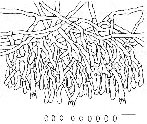 Figure 27. Microscopic structures of Cremeoefibula hengduanensis (holotype). Scale bar: 10 μm.
