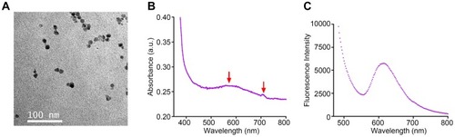 Figure 1 Characterization of the InP/ZnS QDs. (A) TEM image of InP/ZnS QDs, with a 100 nm scale bar, displaying an average size of 12.52 ± 1.70 nm. (B) The UV–VIS absorption spectrum with a peak at 562 nm (the left red arrow) showing as yellow color, while the right one at over 700 nm is out of visible light range. (C) The photoluminescence spectrum of InP/ZnS QDs with an emission peak at 618 nm.Abbreviations: QDs, quantum dots; TEM, transmission electron microscopy.