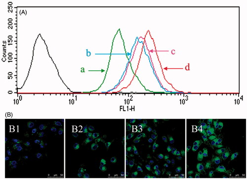 Figure 3. Cellular uptake by brain glioma cells. (A) Cellular uptake by brain glioma U87MG cells observed with flow cytometry. (a) Coumarin nanomicelles; (b) GLU modified coumarin nanomicelles; (c) DQA modified coumarin nanomicelles; (d) functional coumarin nanomicelles. (B) Cellular uptake by brain glioma U87MG cells under fluorescence microscope. (B1) Coumarin nanomicelles; (B2) GLU modified coumarin nanomicelles; (B3) DQA modified coumarin nanomicelles; (B4) Functional coumarin nanomicelles. Courmarin was used as a fluorescent probe.