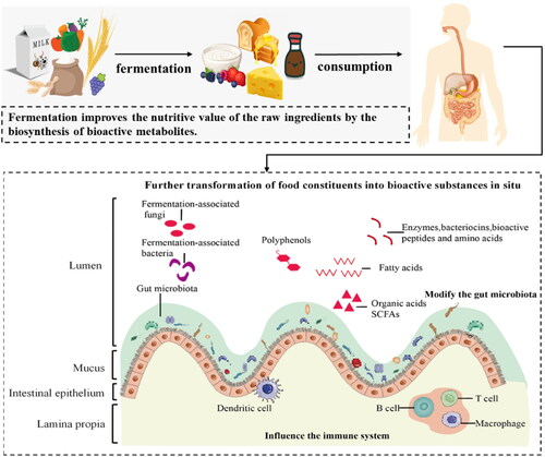 Figure 1. Beneficial effects of fermented foods on human health promotion. The beneficial effects of fermented foods on human health are observed when food ingredients, fermentation products, and live microorganisms are consumed and enter the gastrointestinal tract. These components, along with the resident gut microflora, are transformed into bioactive substances, such as peptides, bacteriocins, amino acids, conjugated linoleic acids, short-chain fatty acids (SCFAs), and other organic acids. Furthermore, microorganisms and their byproducts related to fermentation have the potential to interact with the natural gut microflora, epithelial cells in the intestines, and the immune system of the host.