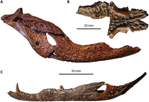 Figure 13. Mekosuchus inexpectatus and Volia athollandersoni. A, Mekosuchus inexpectatus, NCP 06, holotype, right mandible in lateral view. B, Volia athollandersoni, NMNZ S37341, holotype (frontal fragment), and NMNZ S37342 (parietal) in dorsal views. C, V. athollandersoni, NMNZ S37332, partial left mandible in lateral view.