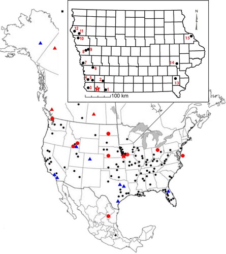 FIGURE 1. Megalonyx jeffersonii localities in North America and Iowa. Iowa map includes county borders. Star, Tarkio Locality. Circles, Wisconsinan localities. Triangles, Sangamon localities. Black, localities recorded in Hoganson and McDonald (Citation2007). Red, localities recorded since 2007. Blue, previously undifferentiated Sangamon localities (Hoganson and McDonald, Citation2007). Numbers, localities of previously recovered Iowa Megalonyx and Paramylodon specimens are detailed in Table S1. The proximity with either the Mississippi or Missouri River drainage systems is apparent.