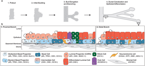 Figure 1. Fetal development of the prostate and the cellular composition of prostate epithelial tissue. (a) Development of the prostate can be divided into four stages. AR signaling causes buds to form from the urogenital sinus epithelium, which branch and extend into the urogenital sinus mesenchyme as solid cords. Eventually, the solid cords will canalize and the cells will differentiate into various epithelial cell types. (b) the epithelial cellular environment differs along the proximal-distal axis of the prostate. The proximal branch of the prostate is dominated by progenitor cell populations as well as club and hillock prostatic cells. Proximal multipotent basal progenitor cells give rise to bipotent basal cells which function to repopulate luminal and basal cell populations toward the distal ends of branches.