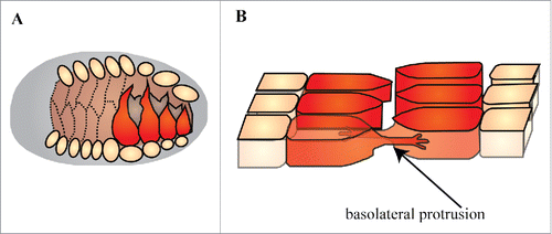 Figure 8. Dorsal intercalation. Schematic of dorsal intercalation. Adapted from Chisholm and Hardin, 2005. (A) Dorsal view of embryo undergoing intercalation. Intercalating epidermal cells shown in red. Dashed lines indicate cells that have already intercalated. Cells that are intercalating are changing from a rounded shape to a more wedge/protrusion-like shape. (B) Expanded view of intercalating cells. Basolateral protrusions that also touch neighboring cells, and help the intercalating cells move towards one another.