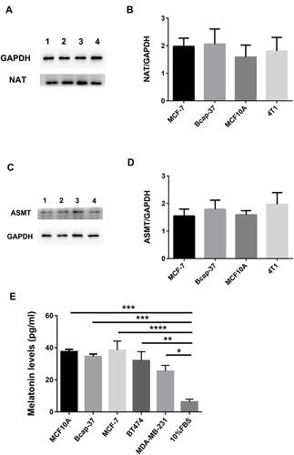 Figure 2 The expression of melatoninergic systems in the cultured human breast cancer cell line. Western blotting analysis was used in order to determine whether NAT and ASMT was expressed in the cultured human breast cancer cell lines (MCF-7, Bcap-37), human breast epithelial cell line (MCF-10A), and mouse breast cancer cells (4T1). NAT (A and B) and ASMT (C and D) protein expression measured by Western blotting and quantification of NAT and ASMT level relative to GAPDH. GAPDH was used as an internal control in order to measure the quality of protein. (E) Melatonin level was determined in the human breast cancer cell lines (Bcap-37, MCF-7, BT474, MDA-MB-231) and human breast epithelial cell line (MCF-10A) culture medium. All the cultured cells were incubated up to a number to 2×105 in vitro. There was a very low amount of melatonin in the 10%FBS medium. Values were expressed as mean ± S.E.M.; ****p<0.0001; ***p<0.001; **p<0.01; *p<0.05.