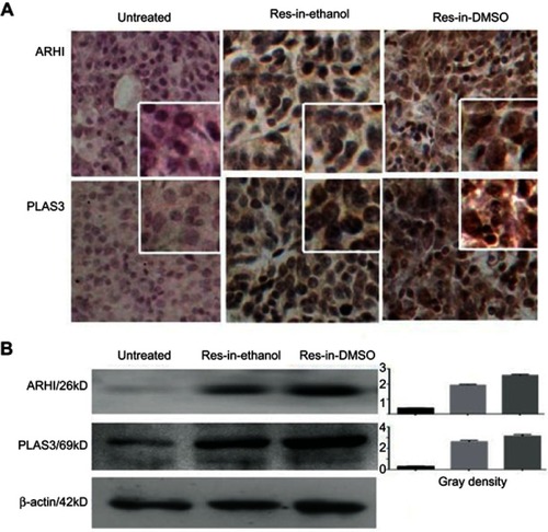 Figure 7 ARHI and PIAS3 upregulation in resveratrol-treated tumors. Immunocytochemical staining (A) and Western blotting (B) were conducted to analyze ARHI and PIAS3 expression in tumor tissues of untreated, resveratrol in 10% ethanol (Res-in-ethanol), and resveratrol in 0.2% DMSO (Res-in-DMSO) groups. Insets, ×40 magnification.Abbreviation: Res, resveratrol.