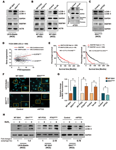 Figure 4. Autophagic responses in gliomas are PTX3-dependent. (A) Immunoblots show altered levels of LC3B-II and SQSTM1 in cells overexpressing IDH1R132H as compared to WT IDH1 cells. (B) Western blots show increased levels of LC3B-II expression and reduced levels of SQSTM1 in WT IDH1 cells upon overexpression of the glycosylation mutant PTX3N220Q or treatment with Tan IIA. Inset shows the reduced levels of whole cell and secreted PTX3 after Tan IIA treatment in WT IDH1 cells. (C) Levels of LC3B-II and SQSTM1 in IDH1R132H cells upon rhPTX3 treatment as depicted by western blot analysis. (D) Pearson correlation coefficient analysis of MAP1LC3B and SQSTM1 with PTX3 mRNA expression in TCGA GBM-LGG dataset (n = 669). r represents the Pearson correlation coefficient. ***P < 0.001; ****P < 0.0001. (E) Representative survival curves for MAP1LC3B and SQSTM1 mRNA expression in TCGA GBM-LGG patient cohort. n = 599 for MAP1LC3B high group and n = 66 for MAP1LC3B low group. n = 77 for SQSTM1 high group and n = 588 for SQSTM1 low group. Log rank test P-values and hazard ratios (HR) are indicated. ****P < 0.0001. (F) Microscopic images show increased MDC labeling of autophagic vacuoles in IDH1R132H cells as compared to WT IDH1. Treatment with rhPTX3 diminishes MDC accumulation in autophagic vacuoles of IDH1R132H cells (bottom panel). Representative images from two independent experiments are shown. Scale bar: 10 µm. (G) Quantification from MDC fluorescence demonstrates altered MDC accumulation under the conditions indicated. Values are representative of three independent experiments and are plotted as means ± s.e.m. relative to their respective controls. *P < 0.05, #P = 0.12 (paired two-tailed Student’s t-test). (H) Autophagic flux as quantified from LC3B-II levels in WT IDH1 or IDH1R132H in the presence or absence of BafA1. Immunoblots demonstrating autophagic flux in WT IDH1 and IDH1R132H cells expressing either glycosylation mutant PTX3N220Q or treated with rhPTX3, respectively. The normalized densitometric value of LC3B-II in control samples was subtracted from the corresponding BafA1-treated samples. The numerical values represent fold change in autophagic flux. Blots are representative of n = 3 biological replicates. WCE, whole cell extract.
