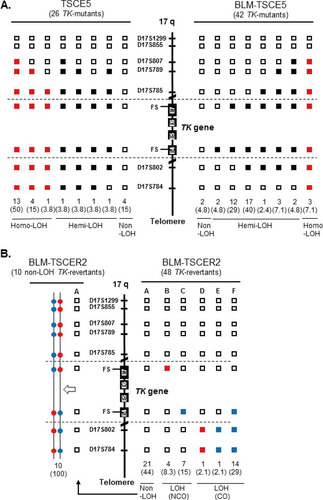 FIG 4 LOH analysis of chromosome 17q in spontaneous thymidine kinase (TK) mutants and TK revertants from TSCE5 and TSCER2 cells, respectively. We analyzed frameshift mutations in exons 4 and 7 of the TK gene and seven microsatellite loci that are heteromorphic in these cells. (A) We examined 26 and 42 TK mutants from TSCE5 and BLM-TSCE5 cells, respectively. Open squares indicate heterozygotes (non-LOH). Black and red squares indicate hemizygous LOH (hemi-LOH) and homozygous LOH (homo-LOH; a/a), respectively. (B) Forty-eight TK revertants from BLM-TSCER2 cells were examined by LOH analysis (right). Open squares indicate non-LOH. Solid red and blue squares indicate homo-LOH retaining an “a” allele and homo-LOH retaining a “b” allele, respectively. The non-LOH revertants retained heterozygosity of all DNA markers (type A). The LOH revertants were classified as the crossover (CO) type (types D to F) or the noncrossover type (types B and C). Allelotype analysis was performed for 10 of 21 non-LOH revertants (see Materials and Methods). All of the analyzed revertants resulted from HR-CO and thus retained heterozygosity.