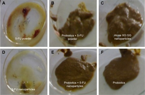 Figure 3 Examination of cecum content of different groups of rats after treatment.Notes: (A) 5-FU powder, (B) probiotics + 5-FU powder, (C) XG:GG nanoparticles, (D) 5-FU nanoparticles, (E) probiotics + 5-FU nanoparticles, and (F) probiotics.Abbreviations: 5-FU, 5-fluorouracil; XG, xanthan gum; GG, guar gum.