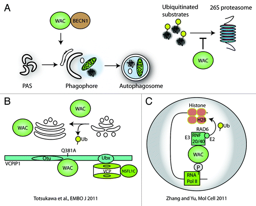 Figure 2. WAC regulates autophagy, proteasomal degradation and ubiquitination. (A) WAC is required for autophagosome formation and we speculate this may depend on its interaction with BECN1. We have also shown WAC negatively regulates the degradation of proteasomal substrates. (B) WAC binds to, and activates, the deubiquitinase VCPIP1. This function of WAC is important in reforming the Golgi apparatus at mitosis. VCPIP1 binds VCP/p97 and NSFL1C/p47, a complex important in the ubiquitin-proteasome system and autophagosome maturation in mammals. (C) In the cell nucleus, WAC binds to the phosphorylated C-terminal domain of RNA polymerase II via its WW domain and to the E3 ligase RNF20-RNF40 via its coiled-coil domain. This binding activates RNF20-RNF40 to ubiquitinate histone 2B and results in transcriptional upregulation of select genes.