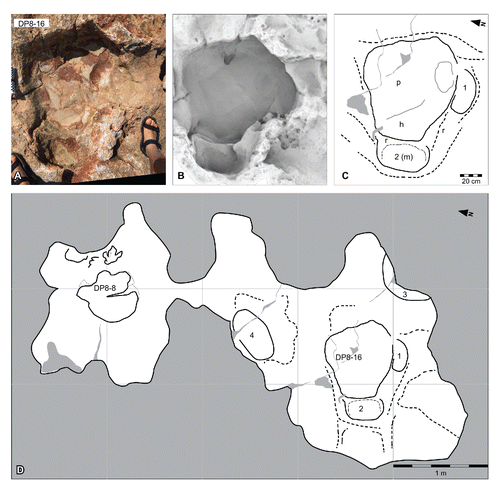 FIGURE 36. Unassigned sauropod tracks, from the Yanijarri–Lurujarri section of the Dampier Peninsula, Western Australia. Pedal impression, UQL-DP8-16 preserved in situ as A, photograph; B, ambient occlusion image; and C, schematic interpretation. D, schematic map of localized platform containing associated sauropod (UQL-DP8-16 + associated numbered tracks) and Garbina roeorum (UQL-DP8-8) tracks. Abbreviations: 1–4, additional sauropod track impressions; h, heel; m, manual impression; p, pedal impression; r, expulsion rim. See Figure 19 for legend.
