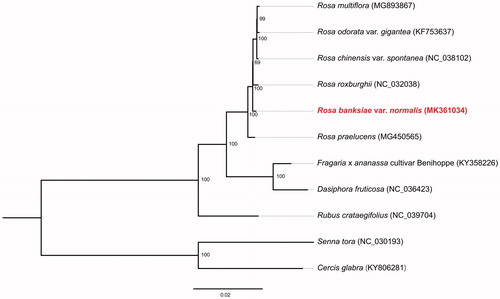 Figure 1. Phylogenetic relationships of 11 species based on chloroplast genome sequences. Bootstrap support is indicated for each branch.
