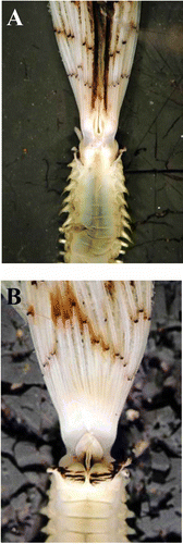 Figure 5. Sabella pavonina from Taranto showing the coloration pattern of collar, crown and dorsalmost radioles. A, dorsal view; B, ventral view.