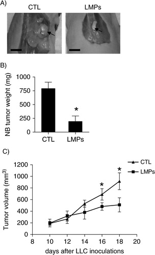 Fig. 3.  LMPs suppress tumour growth in vivo in animal models. (A) Representative images of primary neuroblastoma (NB) tumours in control and LMPs-treated xenografts at the conclusion of treatment. Bar, 5 mm. (B) NB tumour weights were measured and presented as means±SEM (n=8 mice per group). (C) Anti-tumour effect of LMPs on LLC allografts via intravenous injection. Tumour was measured every 2 days with an electronic calliper, and tumour volume was estimated based on the formula: Tumour volume=length (mm)×width2(mm2)/2. Each time point represents the mean±SEM (n=7 mice per group). *P<0.05 vs. CTL.