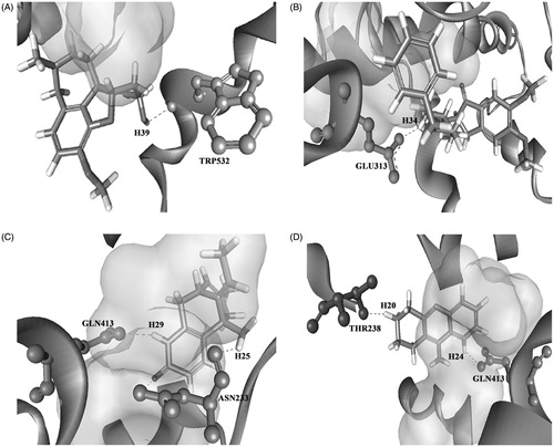 Figure 8. Binding mode of the positive controls: (A) galantamine, (B) donepezil, (C) huperzine A and (D) tacrine on the target site of AChE.