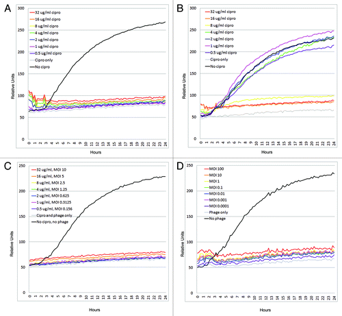 Figure 5. Kinetics of bacterial growth in the presence of phage Giraffe or ciprofloxacin. B. anthracis HS2–7, a ciprofloxacin resistant strain, was grown at 37°C in tryptic soy media and 1% (v/v) of tetrazolium dye. The wells designed to receive bacteria were seeded with 106 cells. The Giraffe phage PFU ranged from 108 PFU to 102 PFU and ciprofloxacin concentrations ranged from 32 µg/ml to 0.5 µg/ml. One well was used as a phage only control and another as a bacterial positive control. The experiments were performed with (A) B. anthracis Sterne 7702 plus ciprofloxacin, (B) HS2–7 plus ciprofloxacin. (C) HS2–7 plus ciprofloxacin and Giraffe phage and (D) HS2–7 plus Giraffe.