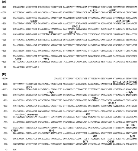 Figure 1. Nucleotide sequences of the 5′-upstream regions of the H. schlegelii MT1 (A) (GenBank Accession No. KX279831) and MT2 (B) (GenBank Accession No. KX279832) genes. MREs and other putative transcription factor binding sites are shown.