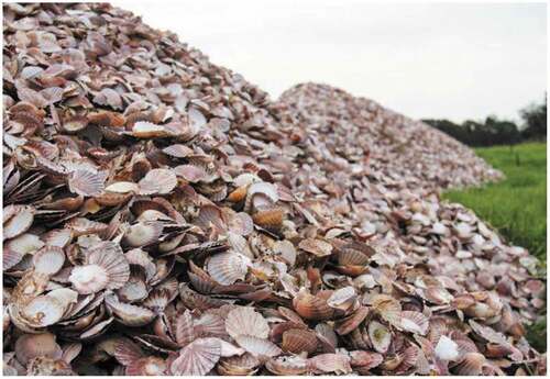 Figure 1. Mound of seashell wastes dumps in an open field (Source: abc.net.au)