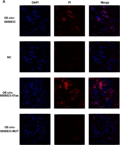 Figure 3. Has-circ-0008833 and its peptide promotes the death of 16HBE cells assessed by immunofluorescence analyses. (A) Immunofluorescence representative images of dead 16HBE cells stained with propidium iodide (PI). (× 400 magnification; blue: DAPI; red: PI; n = 3.).