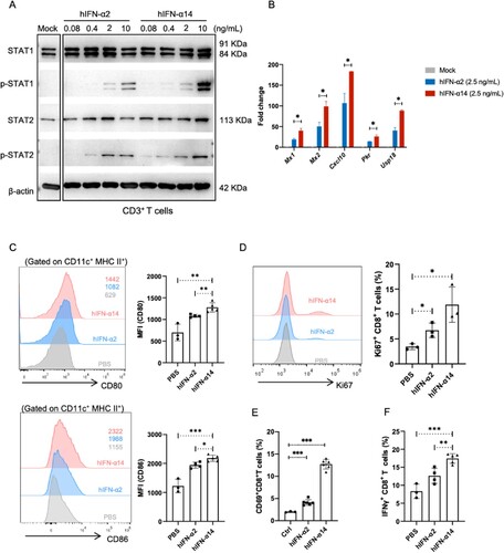 Figure 5. Effect of human IFN-α2 and IFN-α14 on the activation of dendritic cells and T cells in IFNAR-hEC mice. (A, B) Mouse CD3+ T cells enriched and treated with human IFN-α2 or IFN-α14 for 30 min and 6 h were extracted for analysis of p-STAT1(Y701), p-STAT2(Y690), and expression of ISGs, respectively. (C-F) IFNAR-hEC mice were injected with 3.2 μg/kg of IFN-α2 or IFN-α14; after 6 h, splenocytes were isolated and analyzed by flow cytometry for (C) the expression of CD80 and CD86 on dendritic cells, (E) the percentage of CD69+ CD8+ T cells, and (F) the percentage of IFN-γ producing CD8+ T cells. (D) The percentage of activated Ki67+ CD8+ T cells was analyzed after treatment with the indicated human IFN-α for 48 h. Statistically significant differences are indicated by * for p < 0.05, ** for p < 0.01 and *** for p < 0.001.