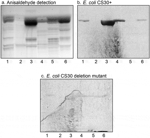 Figure 1. Screening for CS30 carbohydrate recognition. Thin-layer chromatogram detected with anisaldehyde (a), and autoradiograms obtained by binding of CS30 expressing E. coli strain E873 (b), and the mutant E. coli strain E873ΔcsmA, lacking the major subunit CsmA (c). The glycosphingolipids were separated on aluminum-backed silica gel plates, using chloroform/methanol/water 60:35:8 (by volume) as solvent system, and the binding assays were performed as described under “Materials and methods.” Autoradiography was for 12 h. The lanes were: Lane 1, total acid glycosphingolipids of human small intestine, 40 μg; Lane 2, gangliosides of human small intestine, 40 μg; Lane 3, total acid glycosphingolipids of human meconium, 40 μg; Lane 4, total acid glycosphingolipids of rabbit small intestine, 40 μg; Lane 5, total acid glycosphingolipids of monkey small intestine, 40 μg; Lane 6, total acid glycosphingolipids of cat small intestine, 40 μg