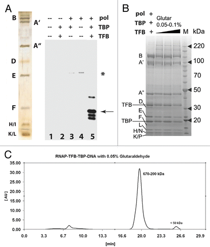 Figure 2 Functional analysis and purification of P. furiosus PIC (A, left) silver stain gel of purified RNAP from P. furiosus and reconstituted transcription. RNAP, TBP and/or TFB were added as shown. Asterisk, minor cryptic initiation site in the absence of TBP/TFB; Arrow, correct initiation site from the T6 promoter. (B) Coomassie-stained gel for PIC cross-linking. The letters B through P denote RNAP subunits; TBP and TFB are also indicated. (C) Elution profile for the cross-linked PIC purified with size-exclusion chromatography on a 24 ml Superdex 200 column. Time = 7 min is the column dead volume; the wavelength was set to 280 nm.