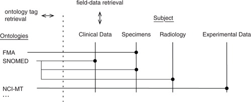 Fig. 5.  The data model and the ontology networks are both structured as networks of hierarchical data with intersections. The intersections occur at those particular fields in the data where ontology tags are applied to allow standardized queries. An illustration in the GUI is available from http://floorbiorepository.org/resources/FloorSemanticNetwork.mp4.