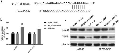 Figure 4. MiR-30a inhibits Smad4 and TGF-β expression in DDP drug-resistant cells. (a) TargetScan analysis indicated that there was a base complement site in miR-30a and Smad4 gene. (b) qRT-PCR detection of miR-30a expression after transfection with miR-30a mimics or mimics NC. **P < 0.01 vs. negative control group. (c) Western blotting was used to determine the protein expression of Smad4 and TGF-β in A2780 and A2780-DDP cells