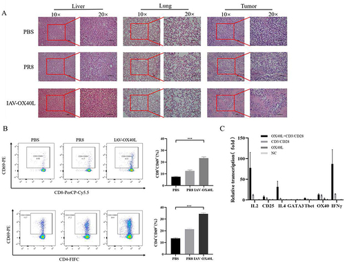 Figure 5 Toxicity and immunological activity induced by IAV-OX40L virus in vivo (A) H&E staining of pathological alterations of liver, lung, and tumor tissues in IAV-OX40L virus-treated mice showed that the virus significantly destroyed tumor tissue without damaging liver and lung tissues. (B) CD4+CD69+ and CD8+CD69+ T cell numbers in the spleen of mice inoculated with IAV-OX40L virus were significantly higher than in the PR8 and PBS groups (***P< 0.001). (C) IAV-OX40L expressed OX40L protein and stimulated CD4 T cells to produce IL-2 and IFN-γ in the presence of CD3/CD28 agonist. CD4 T cells also produces a small amount of T bet and GATA3. Therefore, IAV-OX40L mainly stimulates Th1 immune cells. However, the activation of T cells was also demonstrated by the increase of CD25.