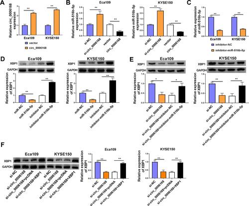 Figure 8 Circ_0006168 acts as miR-516b-5p sponge to up-regulate XBP1 in ESCC cells. (A) The overexpression efficiency of circ_0006168 overexpression plasmid was assessed by RT-qPCR. (B) The relative level of miR-516b-5p was measured in ESCC cells transfected with si-NC, si-circ_0006168, vector or circ_0006168 by RT-qPCR. (C) The knockdown efficiency of miR-516b-5p inhibitor (inhibitor-miR-516b-5p) in ESCC cells was assessed by RT-qPCR. (D) Western blot assay was applied to determine the expression of XBP1 in ESCC cells transfected with miR-NC, miR-516b-5p, inhibitor NC or inhibitor-miR-516b-5p. (E) Eca109 and KYSE150 cells were transfected with si-circ_0006168 alone or together with inhibitor-miR-516b-5p, and the protein level of XBP1 was examined by Western blot assay. (F) Western blot assay was implemented to measure the protein expression of XBP1 in ESCC cells transfected with si-NC, si-circ_0006168, si-circ_0006168 + pcDNA or si-circ_0006168 + XBP1. *P<0.05, **P<0.01.