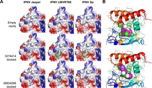 Figure 6 Structural details of docked compounds on cavity.
