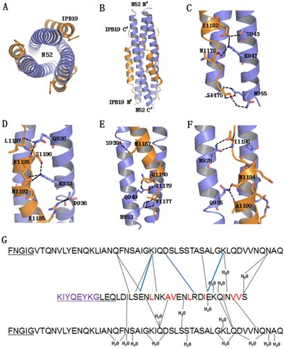 Figure 8. Crystal structure of IPB19 complexed with N52. (A and B) The overall structure of IPB19/N52-based six-helical bundle (6-HB) is shown in a ribbon model and viewed from the bottom (A) or front (B) side, in which N52 helices (blue) form an interior, trimeric coiled coil with three hydrophobic grooves, three IPB19 helices (orange) pack into each of the grooves in an antiparallel orientation. (C-F) Detailed interactions between IPB19 and N52. The residues critical for the interactions are shown in sticks and labelled. The solid lines represent salt bridges, the dashed lines represent hydrogen bonds. (G) Sequence illustration of IPB19 binding. A single IPB19 peptide interacting with two N52 helices is shown in a sequence map. The blue solid lines represent salt bridges, the black dashed lines represent hydrogen bonds, and residues marked in red represent hydrophobic interactions. The residues in the C-terminal of IPB19 and the N-terminal of N52 that could not be visualized due to too low electronic density are underlined.