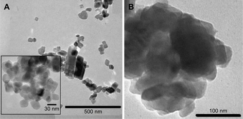 Figure 4 TEM images of pure aragonite nanoparticles from cockle shells before (A) and after (B) loading with vancomycin.Abbreviation: TEM, transmission electron microscopy.