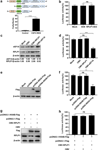 Figure 6. RPLP1 and NS4B take no significant effect on CSFV IRES activity.