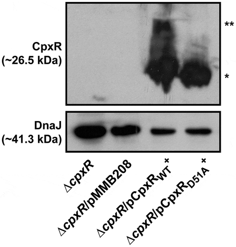 Figure 4. Accumulation of CpxR~P in the cytoplasm of Yersinia in the absence of the endogenous cpxR auto-amplification loop. The Phos-tag acrylamide system was used to measure accumulated CpxR~P in vivo. Bacteria harbouring plasmid-borne cpxR variants under the control of an IPTG inducible promoter were cultured at 26°C until late stationary phase in LB media. After harvesting by centrifugation, bacteria were lysed with formic acid and samples immediately fractionated on Phos-tag acrylamide, immunoblotted, and detected with anti-CpxR antiserum. The cytoplasmic molecular chaperone DnaJ served as a loading control. Strains: cpxR null mutant, YPIII08/pIB102; cpxR null mutant/pMMB208 (empty vector), YPIII08/pIB102, pMMB208; cpxR null mutant/pCpxRWT+, YPIII08/pIB102, pKEC021; cpxR null mutant/pCpxRD51A+, YPIII08/pIB102, pJF015. The double asterisk (**) reflects the active phosphorylated CpxR isoform accumulated in the Yersinia cytoplasm, while the single asterisk (*) indicates the accumulated inactive non-phosphorylated CpxR isoform.