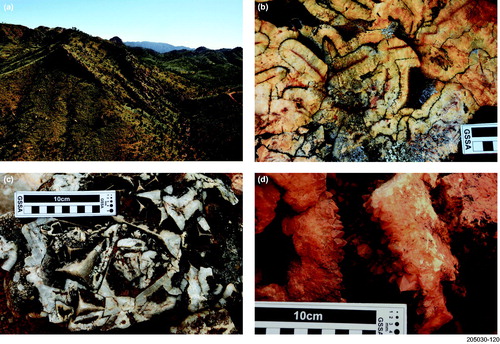 Figure 3. Representative Mount Gee Sinter textures. (a) Mt Gee in foreground (left of centre), capped by MGS dipping ∼30° east. Image looking north. Freeling Heights in background (scale: single-vehicle track on right of image). (b) MGS texture; radiating quartz crystals surrounding casts of what was originally acicular laumontite crystals—‘nail-hole’ quartz (scale bar 1 cm graduations). (c) MGS texture; quartz replacing ?calcite/barite/fluorite rhomboidal crystals (scale bar 1 cm graduations). (d) MGS texture; euhedral quartz in-filling voids (scale bar 1 cm graduations).