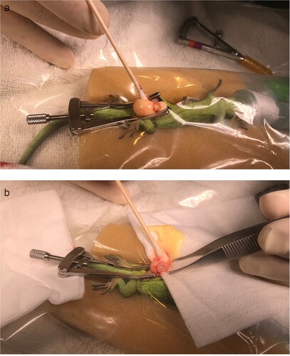 Figure 2. Intra-operative images of the exploratory coeliotomy of a female West Coast green gecko (Naultinus tuberculatus) with preovulatory follicular stasis, showing a) the ovary and two follicles exterior to the paramedian incision; b) the technique used for expressing the yolk prior to folliculectomy. The gecko is under a transparent surgical drape.