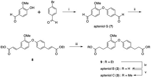 Fig. 2. Synthesis of proposed apteniols B (2), C (3), and G (7).