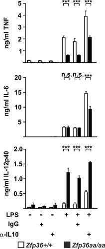 FIG 7 Endogenous IL-10 differentially affects the expression of proinflammatory cytokines. Zfp36+/+ and Zfp36aa/aa M-BMMs were treated with 10 ng/ml LPS for 4 h (TNF and IL-6) or 8 h (IL-12p40) in the presence of 10 μg/ml IL-10-neutralizing antibody or an isotype control. Cytokine levels were measured by a multiplex bead assay or an ELISA. Graphs represent means ± standard errors of the means from 4 independent M-BMM cultures. n.s., not statistically significant; ***, P < 0.005 (by a Mann-Whitney test).