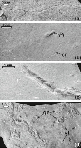 Fig. 8  Some spreite and simple trace fossils from (a)–(c), (d) the Triassic deposits, (e) the Gipsuken Formation and (f) the Kapp Starostin Formation. (a)–(b) Phycosiphon incertum on a rough bedding surface (a) 152–155 m of the section, (b) from a loose slab. (c) Phycosiphon incertum (Ph) and Zoophycos isp. (Zo) in vertical cross-section, 150 m of the section. (d) Palaeophycus cf. tubularis, bedding surface. (e) Planolites isp. A, bedding surface, lower part of the section (0–26 m). (f) Teichichnus isp. crossing N. missouriensis (Ne), 77 m of the section, INGUJ207P9.