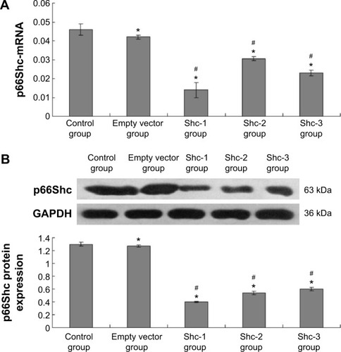 Figure 2 Expression of the p66Shc-mRNA and p66Shc-mRNA protein.