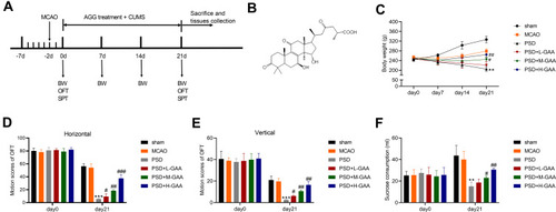 Figure 1 Effect of GAA on PSD-induced depressive-like behaviors in rats. (A) Experimental timeline. (B) The structural formula of GAA. (C) Body weight in each group. (D and E) The horizontal and vertical motion scores of open field test (OFT) in each group. (F) Sucrose preference test (SPT) consumption in each group. n=8. MCAO: stroke model; PSD: CUMS after MCAO; L-GAA: low dose (10 mg/kg) of GAA; M-GAA: median dose (20 mg/kg) of GAA; H-GAA: high dose (30 mg/kg) of GAA. **P<0.01 and ***P<0.001 compared with MCAO group; #P<0.05, ##P<0.01, and ###P<0.001 compared with PSD group.