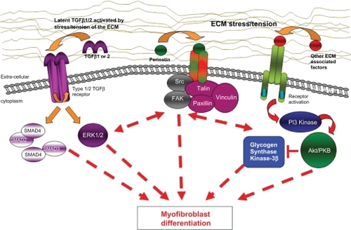 Figure 1 Proposed scheme in which TGF-β signalling, ECM stress tension, and/or other ECM-associated factors may lead to dysregulation of myofibroblast differentiation. These pathways seem to be involved in the molecular pathogenesis of Dupuytren’s disease and targeted interruption of abnormal signalling components may lead to future treatment approaches.